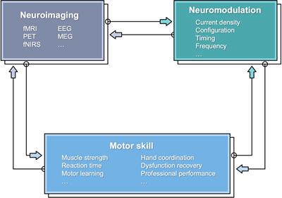 The Effects of Transcranial Electrical Stimulation on Human Motor Functions: A Comprehensive Review of Functional Neuroimaging Studies